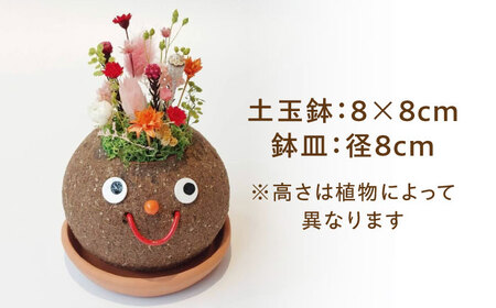 プリザーブドフラワー つちだくん 造花[AEAX004]