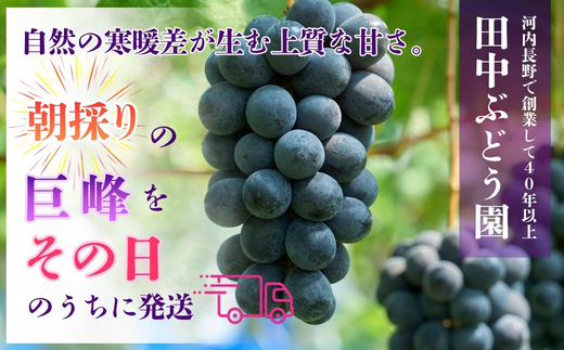 【2026年8月中旬頃先行予約】ぶどう 巨峰 ぶどう詰め合わせ 田中ぶどう園 厳選 巨峰 約2.0kg（4～5房） 詰め合わせ 大粒 種なし ぶどう ブドウ きょほう フルーツ 果物 農園直送 贈答 