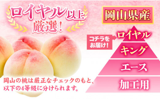 224. 【先行予約】岡山県産 岡山白桃  6玉 (240g以上)【配送不可地域あり】 《7月上旬-8月下旬頃出荷》 岡山県 矢掛町 桃 もも 白桃 果物