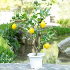 おしゃれなガーデニング果樹・レモンの木
