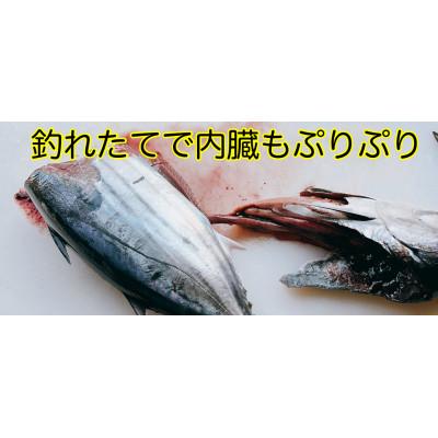 ふるさと納税 南国市 モチモチ食感!冷凍ビリかつお刺身250g×4節(醤油・ニンニク・タレ付き) |  | 02