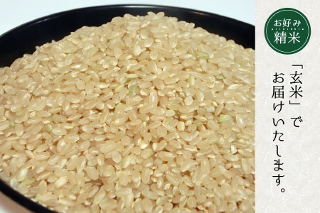 【先行予約】【令和7年産・新米】 【6ヶ月連続お届け】清流こしひかり 竹田米 10kg × 6回 計60kg （玄米） 【2025年9月下旬以降順次発送予定】 【米 お米 こめ 精米 コシヒカリ ブラ