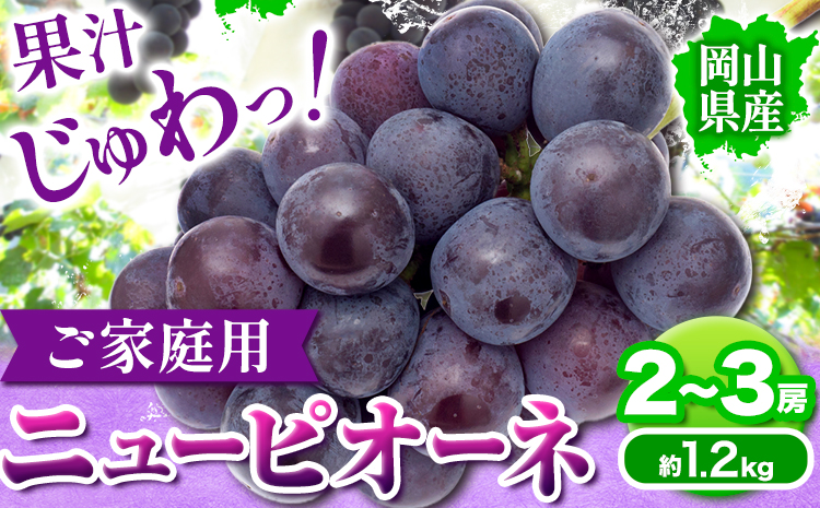 岡山県産 ニューピオーネ ご家庭用 1.2kg 2 ~ 3房 テレビせとうち株式会社《8月末-10月中旬頃より発送予定》岡山県 浅口市 ぶどう 葡萄 大粒 果汁 果物 フルーツ 訳あり---124_c561_8m10c_23_16000_1200g---