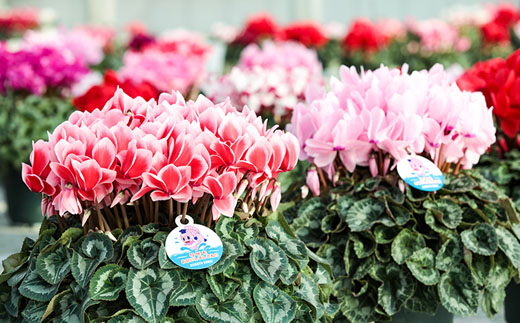 【2026年 先行予約】シクラメン 色おまかせ 6号 | 根本園芸 【53850-011-03】 色：おまかせ シクラメン 6号×1鉢(プラ鉢入り)