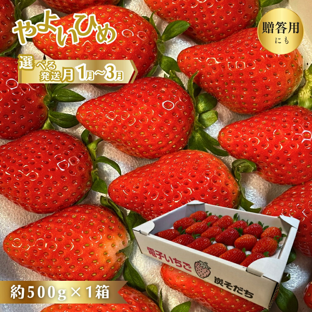 【ふるさと納税】やよいひめ 贈答用 いちご 電子いちご イチゴ 鈴木いちご園 酒々井町 炭そだち やよい姫 約 500g × 1箱 ギフト 完熟いちご 完熟イチゴ 選べる発送月 1月発送 2月発送 3月発送