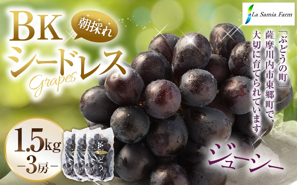 
            【先行予約】 朝採れ BKシードレス （種なし） 1.5kg（3房） ぶどう 葡萄 【2025年8月上旬から9月中旬発送予定】 AS-371
          