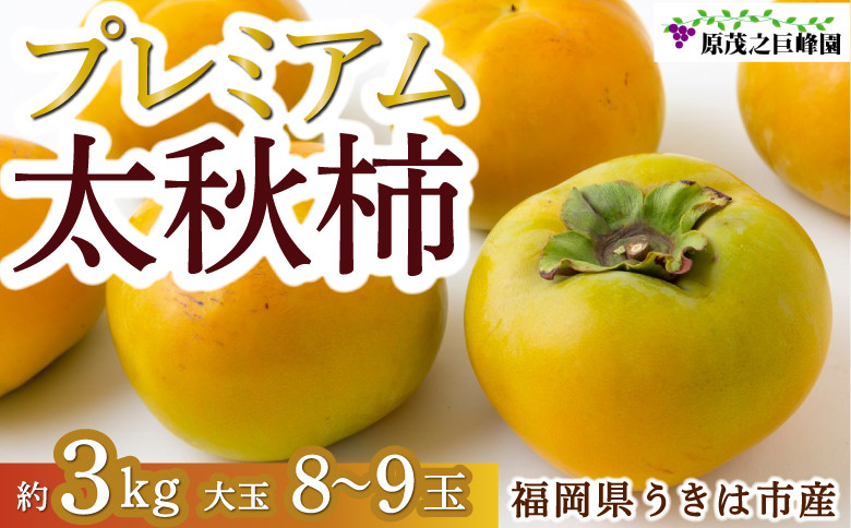
            【先行予約】 原茂之巨峰園 プレミアム 太秋柿 大玉 8玉から9玉 （約3kg） 【2025年10月中旬から11月上旬 出荷予定】 柿 かき カキ 太秋 たいしゅう 完全甘柿 果物 くだもの フルーツ 果実 ジューシー 流川ブランド お取り寄せ 福岡県 うきは市
          