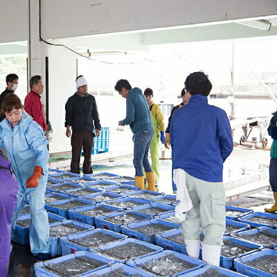 C6038n_まるとも海産_【冷凍】紀州湯浅湾直送！海の恵み茹でたて 釜揚げしらす 500g_イメージ5