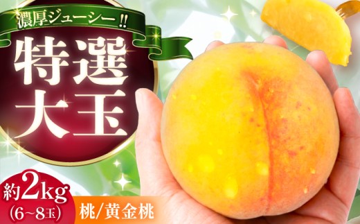 もも 桃 【先行予約】【2026年8月中旬から8月下旬に順次発送】 桃 黄金桃 6～8玉入り 計2kg 贈答用 特選大玉 / もも 桃 モモ momo 高級 フルーツ くだもの 果物 もも ギフト 厳選 国産 新鮮 桃 産地直送 もも 桃 おすすめ 人気 お取り寄せ 送料無料 贈答 夏 旬 甘い ランキング 恵那市 / 馥郁農園 [AUCK009]
