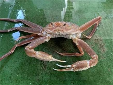 足１本なし生松葉ガニ訳あり（並５００ｇ）【魚倉】[183-2]