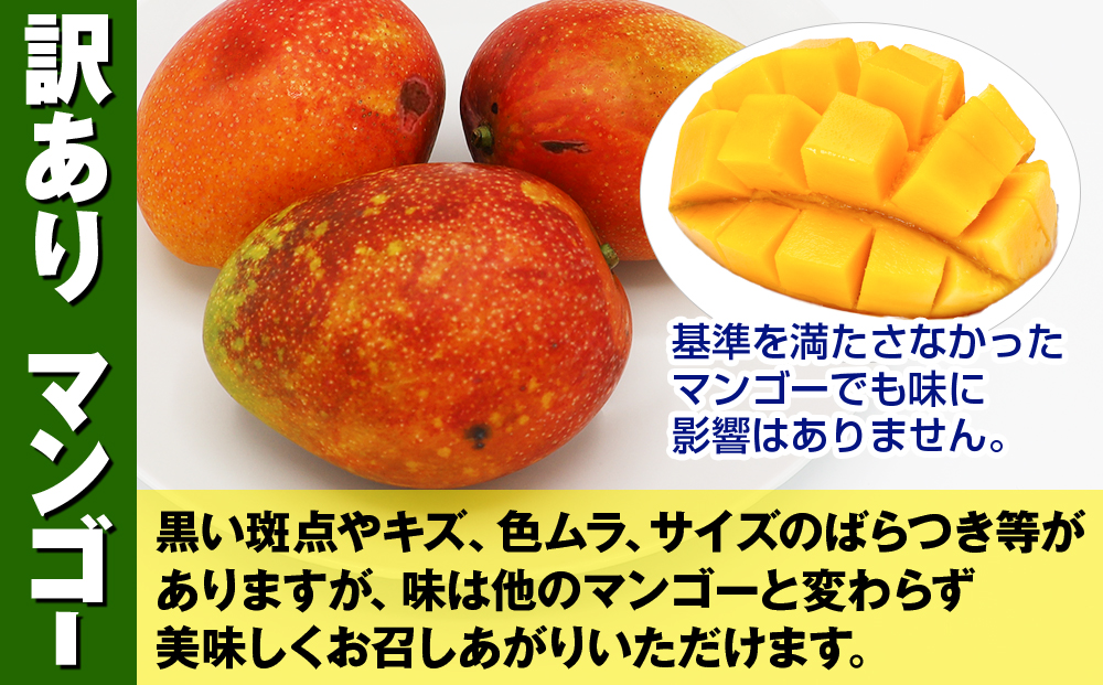 【訳あり】2026年発送　金城農園のマンゴー1.5kg
