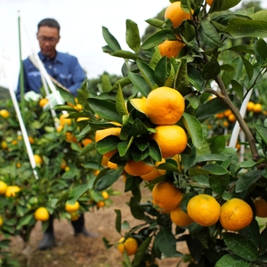 ▼由良早生みかん 3kg（2S～Lサイズ） ※2025年11月上旬～順次発送予定 【tkn004-r-3A】