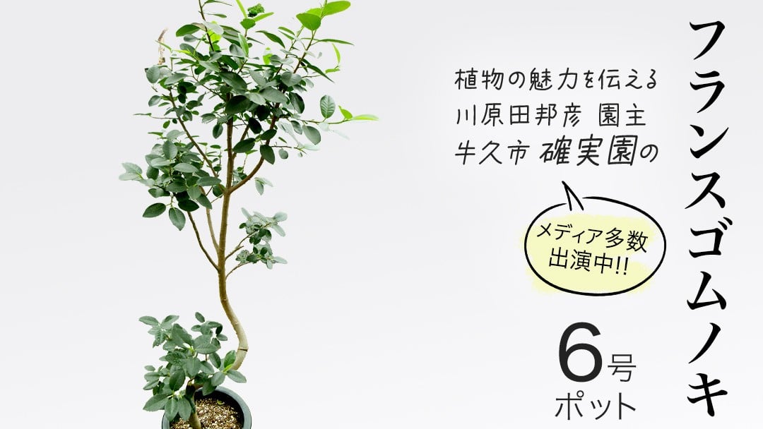 
            フランスゴムノキ 6号ポット 1点 家庭 で 園芸 鉢植え 苗 庭木 果樹 ガーデニング 植物 確実園 観葉植物 インテリア 植木鉢
          