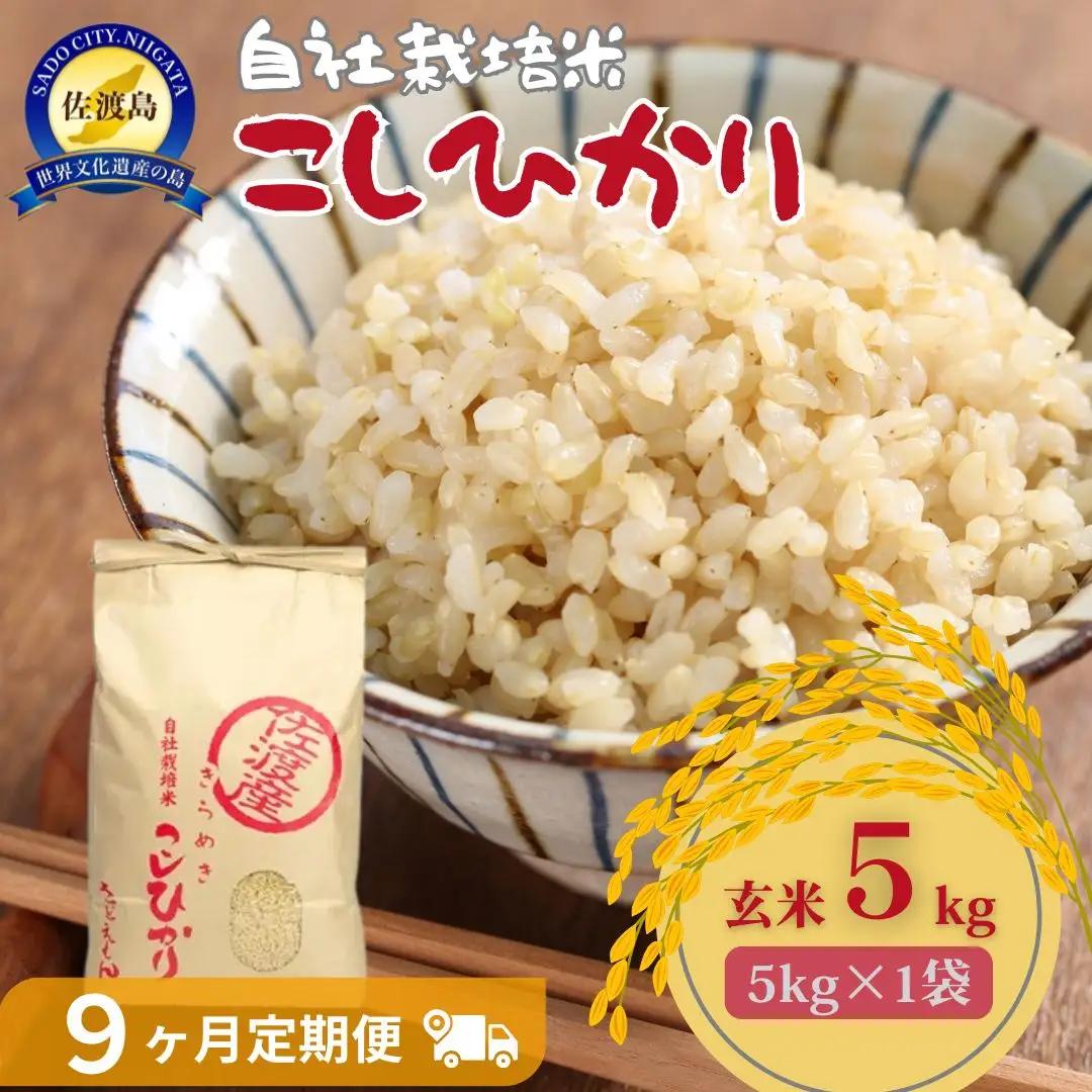 定期便 5kg 9回 コシヒカリ 玄米 自社栽培 | 新潟県 佐渡市 定期便