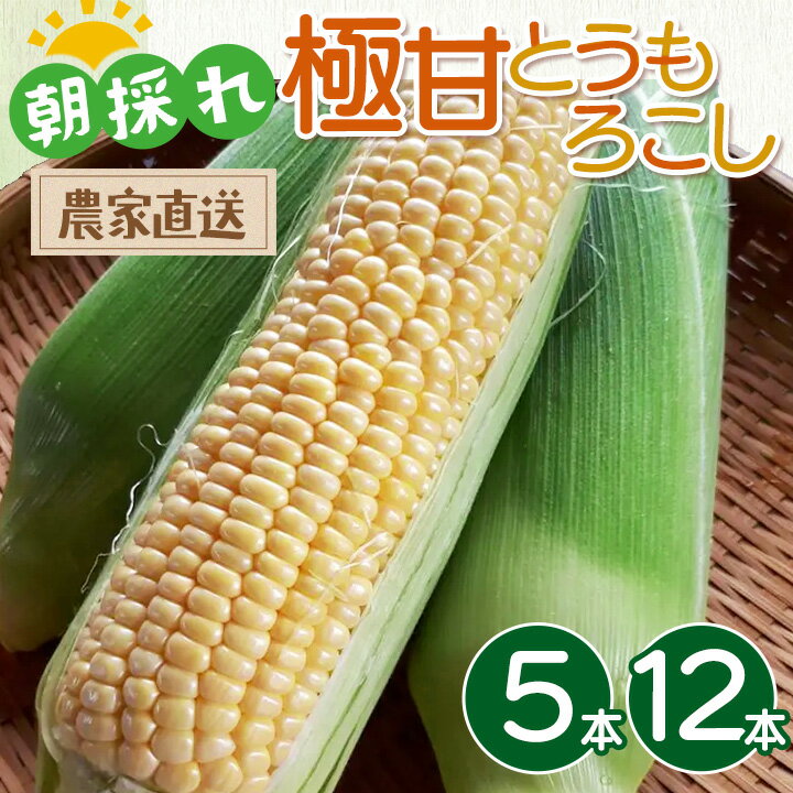 【ふるさと納税】【選べる内容量】【朝採れ】一度食べたらやみつき！ 極甘とうもろこし 5本 12本 | ゴールドラッシュ 夏野菜 旬 新鮮 産地直送 ※2026年7月～発送