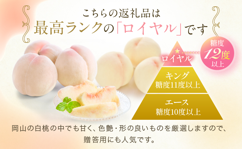 桃 2026年 先行予約 岡山 白桃 ロイヤル  約1kg 4～6玉 JAおかやまのもも（早生種・中生種） もも モモ 岡山県産 国産 フルーツ 果物 ギフト