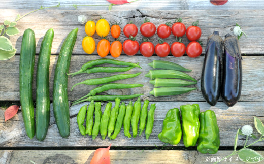 《令和7年分》数量限定！季節のお野菜詰め合わせ 夏(配送時期：7月～8月)【01017】_イメージ3