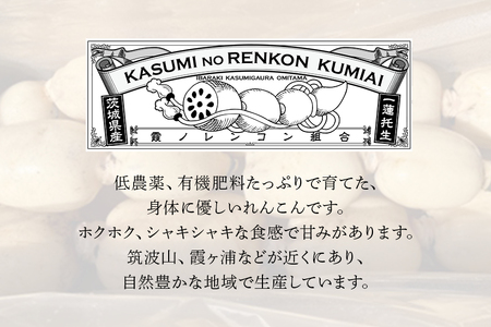 れんこん（中・小サイズ） 2kg 野菜 れんこん レンコン 蓮根 国産 8月上旬～2月中旬まで順次発送予定 51-C