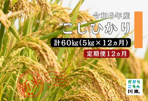 150261【令和6年産／お米定期便／12ヵ月】しまね川本こしひかり5kg(計60kg）