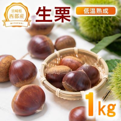 ふるさと納税 西都市 宮崎県西都市産　低温熟成栗(生栗)1kg 【先行受付】[3110]
