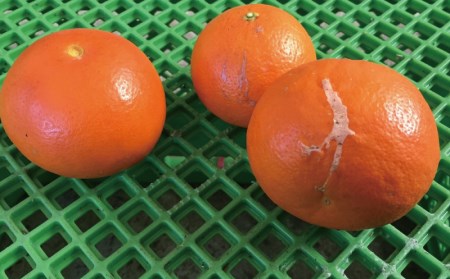 セミノール 果物 くだもの フルーツ わけあり 訳あり 家庭用 みかん 蜜柑 数量限定 ミカン 訳あり品 サイズ不揃い ご家庭用 岡農園のセミノール9.5kg【2024年3月下旬から4月下旬までに順次