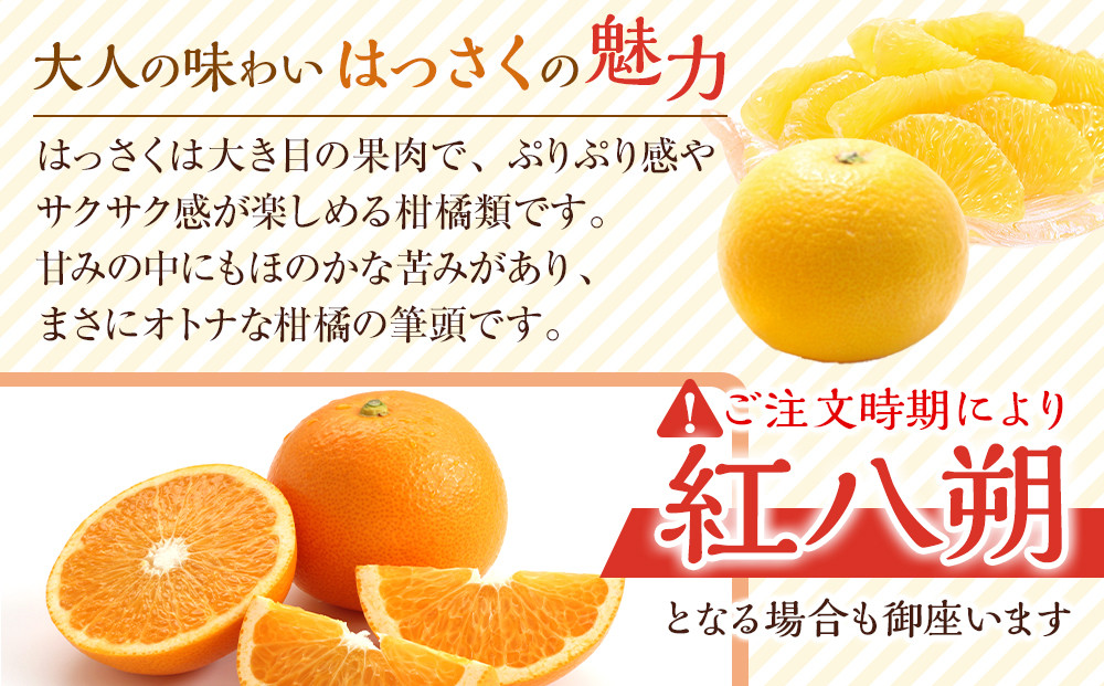 訳あり八朔  約10kg（箱込み） 和歌山県産