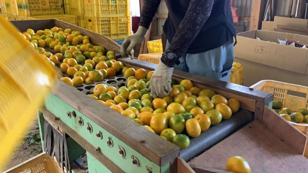 極早生みかん 5kg ご家庭用 日南1号 農園直送 先行予約 9月発送 愛媛 数量限定 愛媛県産 人気 柑橘 伊予市 | B226
