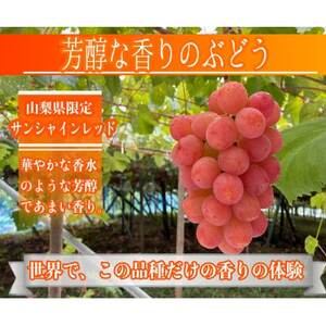 【2026年先行予約】サンシャインレッド 富士の輝 シャインマスカット 2kg 3房(各1房)【配送不可地域：離島】【1694811】