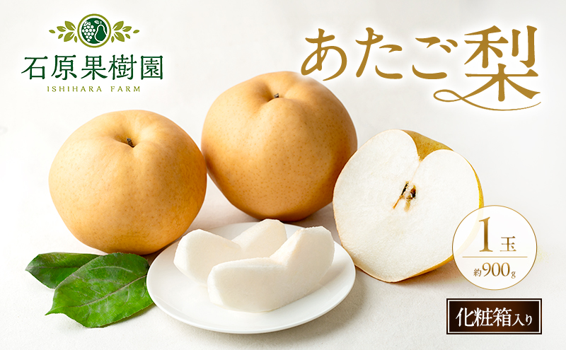 梨 2026年 先行予約 あたご梨 1玉 (約900g) 化粧箱 【11月下旬～12月中旬頃発送】 ナシ なし 岡山県産 国産 フルーツ 果物 ギフト 石原果樹園