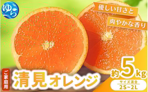 【来シーズン 先行予約】≪家庭用≫ 清見オレンジ 約5kg ※2026年3月上旬～順次発送 農家直送 / くだもの  果実  柑橘 果物 フルーツ 国産 和歌山県 由良町 清見  人気 おすすめ 和歌山 甘い きよみ 清見おれんじ 訳あり 家庭用 【nktn023】