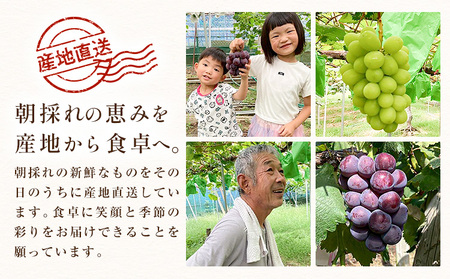 ぶどう シャインマスカット マスカット 4房 2kg 《9月上旬-9月下旬頃出荷》 たかたかファーム ブドウ 葡萄 マスカット 果物 フルーツ ギフト 岡山県 笠岡市