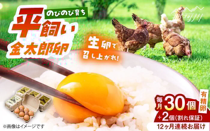 
            【全12回定期便】【TVで紹介！】 金太郎卵 平飼い 卵 30個（6個×5P）＜有限会社 フジノ香花園＞那珂川市 定期便 12ヶ月 有精卵 平飼い卵 たまご 新鮮 たまご 卵 玉子 タマゴ 鶏卵 オムレツ 卵かけご飯 朝食 料理 人気 卵焼き 平飼い  平飼  定期便 [GAM019]
          