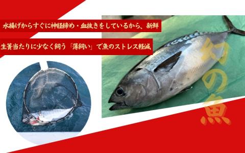 全身トロの幻の魚　高級魚スマガツオ【養殖】【数量限定】700g【oos001】