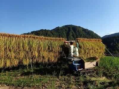 ＼先行予約／ こだわり白餅 8枚入り(4枚2袋)  餅 [Q926nx]
