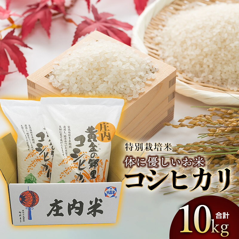【ふるさと納税】【令和7年産】体に優しいお米・こしひかり（特別栽培米） 精米 10kg (5kg×2)　山形県庄内産　鶴岡米穀商業協同組合 | 2025年産 コシヒカリ 白米 東北 山形 鶴岡 国産 ブランド米 米どころ 庄内米 粘り もっちり 食感 甘い おにぎり 人気 お弁当 おすすめ