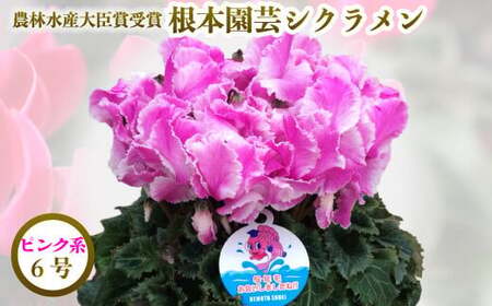 【先行予約】シクラメン ピンク系 フリンジ 6号鉢 根本園芸 | シクラメン 農林水産大臣賞