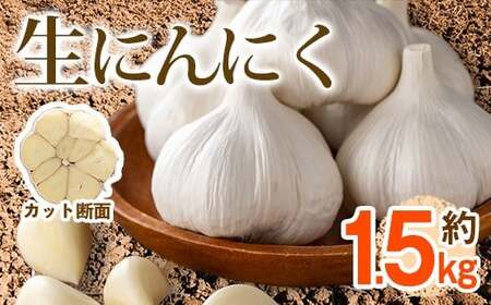 ＜期間限定！2026年5月上旬以降順次発送予定＞生にんにく(約1.5kg) 国産 野菜 生ニンニク 産地直送【man357】【Aglio nero】