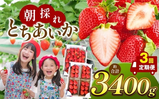 【栃木県共通返礼品】【定期便3回】朝採れいちご とちあいか 1回目1,000g、2回目1,000g、3回目1,400g | いちご とちあいか 定期便 たっぷり 大粒 新鮮 甘い 美味しい 果物 デザート 栃木県 那珂川町