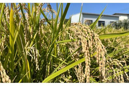 No.301 特別栽培　彩のかがやき　精米５kg