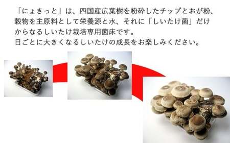 しいたけ栽培キット にょきっと 1個セット