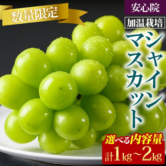 【ふるさと納税】 シャインマスカット 加温栽培＜選べる容量 (約1kg〜2kg)＞＜先行予約受付中 2026年8月上旬から順次発送予定＞＜北海道 沖縄 離島配送不可＞ ぶどう 葡萄 【106300301・106300600】【大分県農業協同組合　北部エリア】