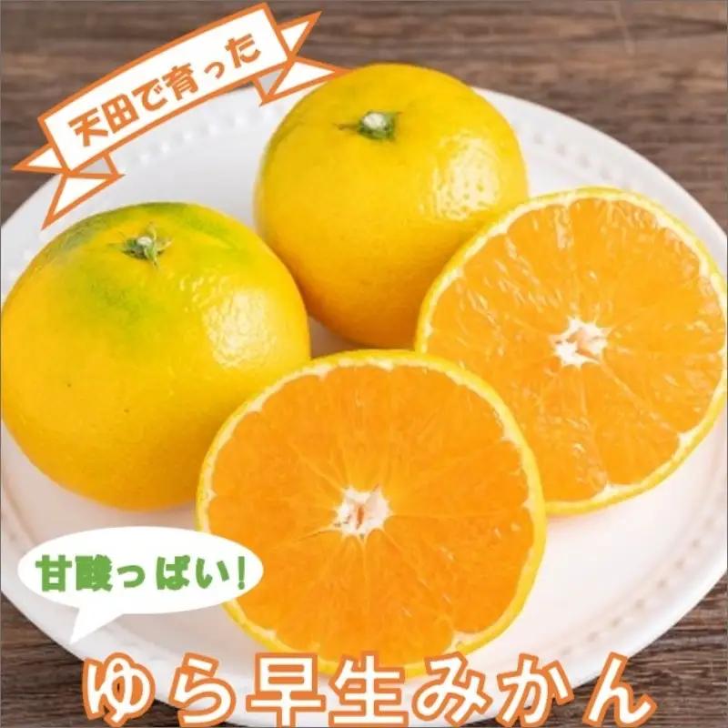 【0842-3】ゆら早生みかん（紀州和歌山）ご家庭用10kg