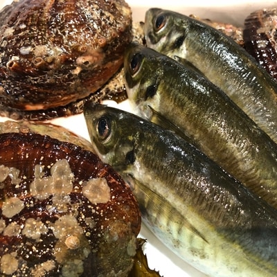 八幡浜発!竹中水産の「アワビ三昧大サイズ」600g(鯛もしくはアジとセット)　【H22−212】【配送不可地域：離島・北海道・沖縄県】【1043108】