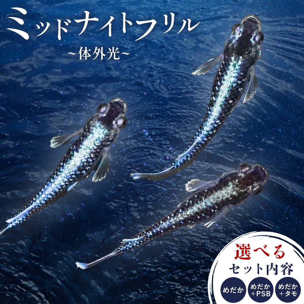 【ふるさと納税】メダカ ミッドナイトフリル 体外光 選べる セット内容 1ペア （ 2匹 ） 根来めだか《30日以内に出荷予定(土日祝除く)》和歌山県 岩出市 めだか ブラック体色 体外光 ワイドフィン フサヒレ