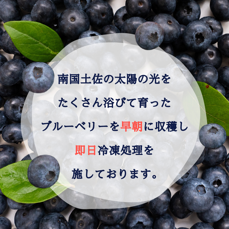 【早期予約開始!!2025年5月頃より順次発送】【訳あり】ブルーベリ 500g x 2