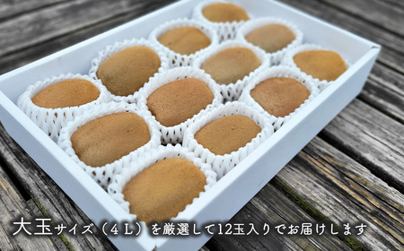 【先行予約】 愛媛県西条産 「キウイフルーツ」（JA周桑） 4Lサイズ12玉入り　大玉サイズ キウイ　2025年2月～3月発送
