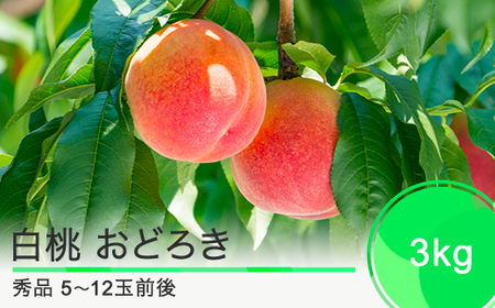 【先行予約】 桃 もも 白桃 品種 おどろき 3kg 山形県産 2026年産 令和8年産 フルーツ 果実 ry-moodx3000
