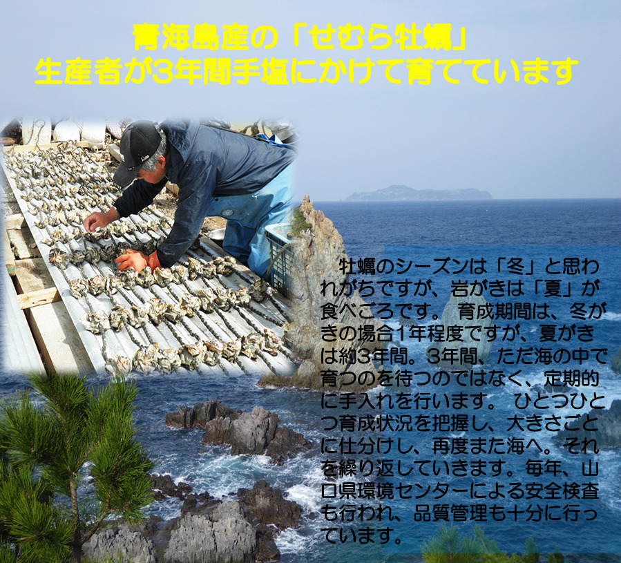 (1405)牡蠣 カキ 岩ガキ 岩がき 岩牡蠣 岩カキ 大容量 海のミルク 濃厚 クリーミー 夏バテ防止 10kg 冷凍 焼き 蒸し 加熱