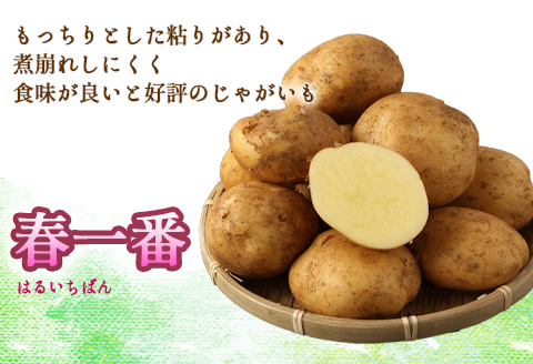 徳之島 天城町産 赤土ばれいしょ 新じゃが 春一番 5kg L～2L 混合サイズ ジャガイモ じゃがいも バレイショ