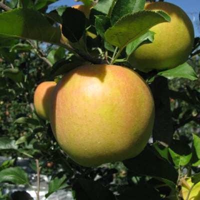 【青森県黒石市産】旬の品をお届け!品種おまかせりんご5kg